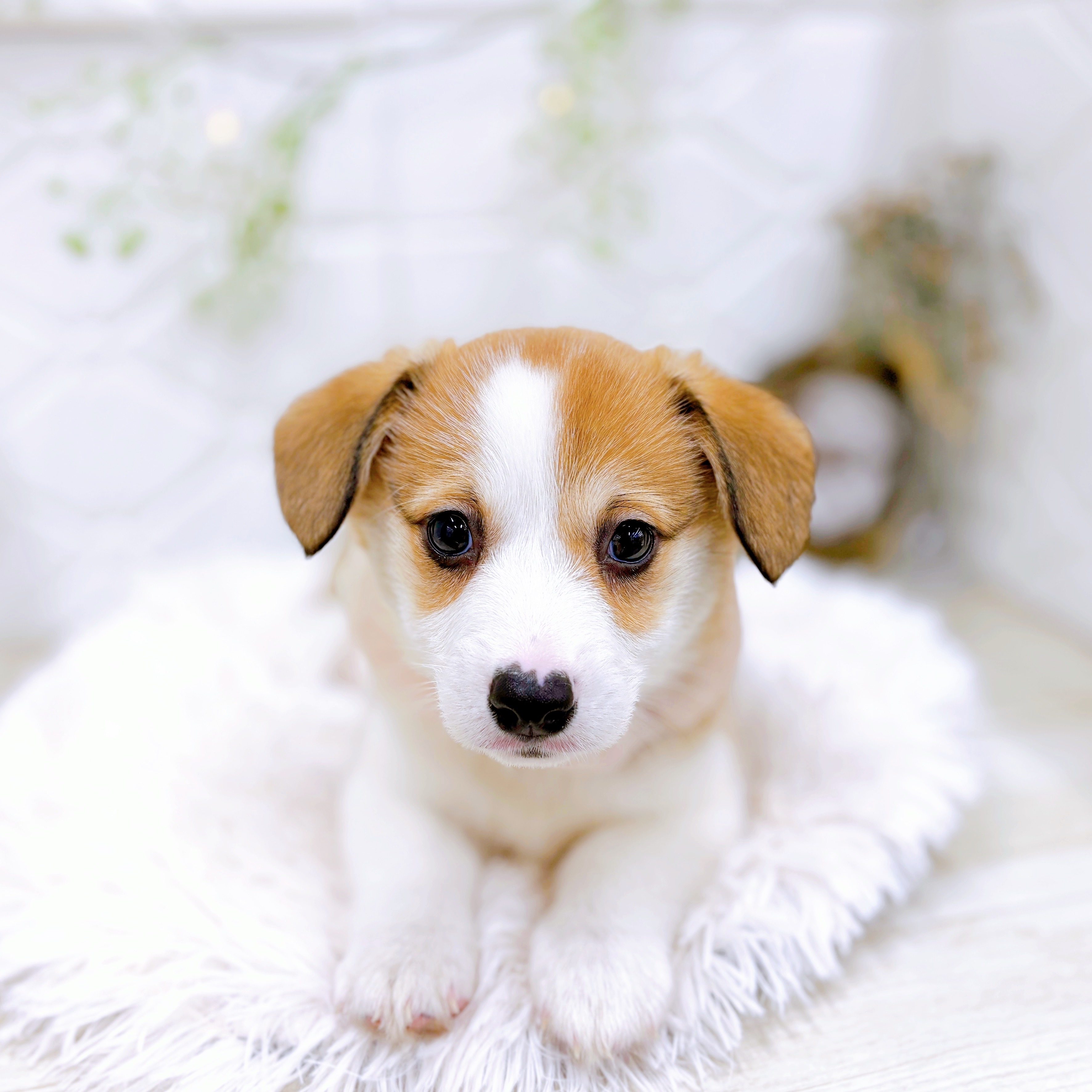 福井県のウェルシュコーギーペンブローク (犬の家＆猫の里アミーゴ福井店/2025年9月2日生まれ/女の子/セーブルホワイト)の子犬の3枚目の画像