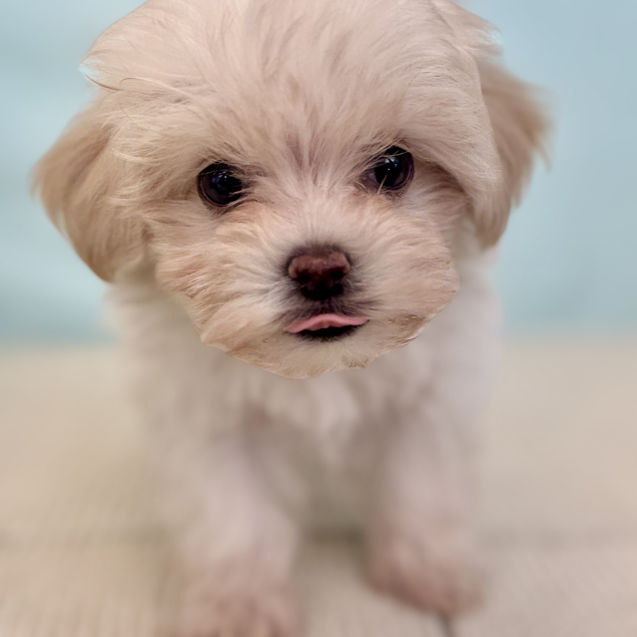 愛知県のマルプー(マルチーズ×プードル) (犬の家＆猫の里春日井本店/2025年9月2日生まれ/女の子/クリーム)の子犬の3枚目の画像