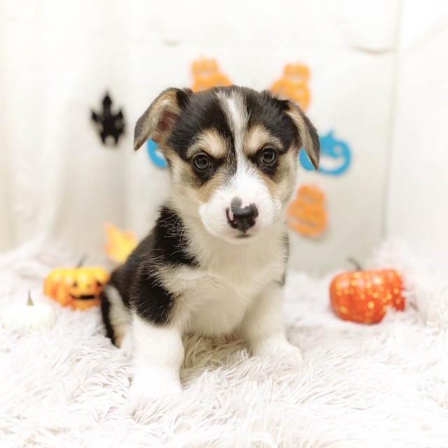 静岡県のウェルシュコーギーペンブローク (犬の家＆猫の里藤枝店/2025年9月2日生まれ/男の子/ブラックタンホワイト)の子犬の3枚目の画像