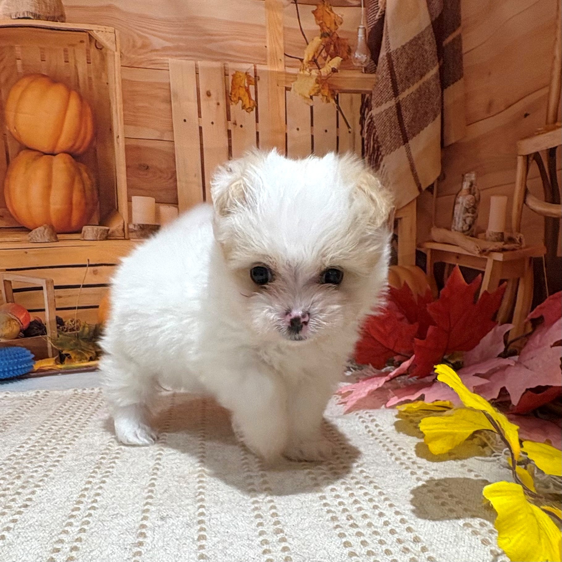 2025年9月2日生まれのポメマル/マルポメ(ポメラニアン×マルチーズ)の3枚目の写真