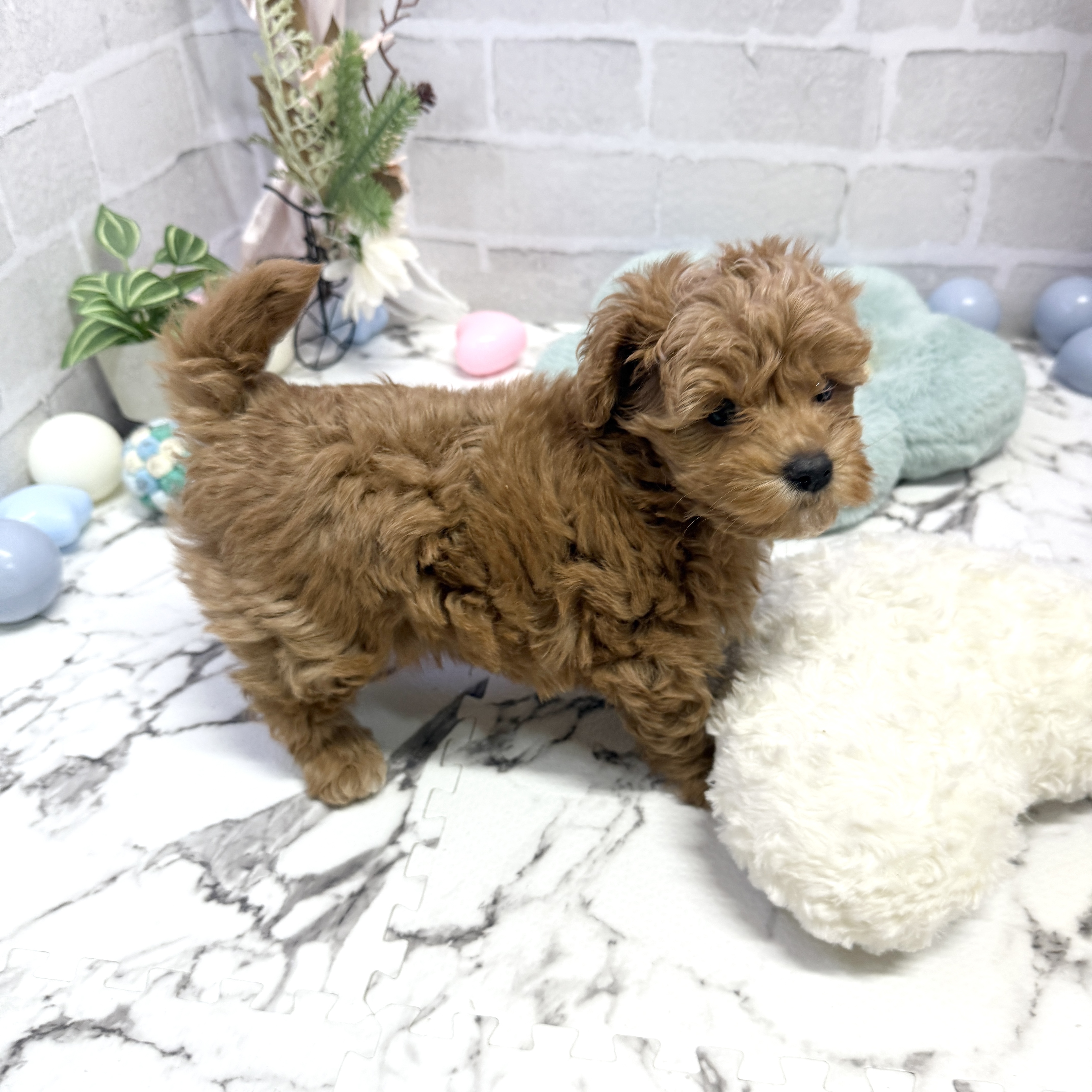 愛知県のマルプー(マルチーズ×プードル) (犬の家＆猫の里岡崎店/2025年8月30日生まれ/男の子/レッドホワイト)の子犬の3枚目の画像