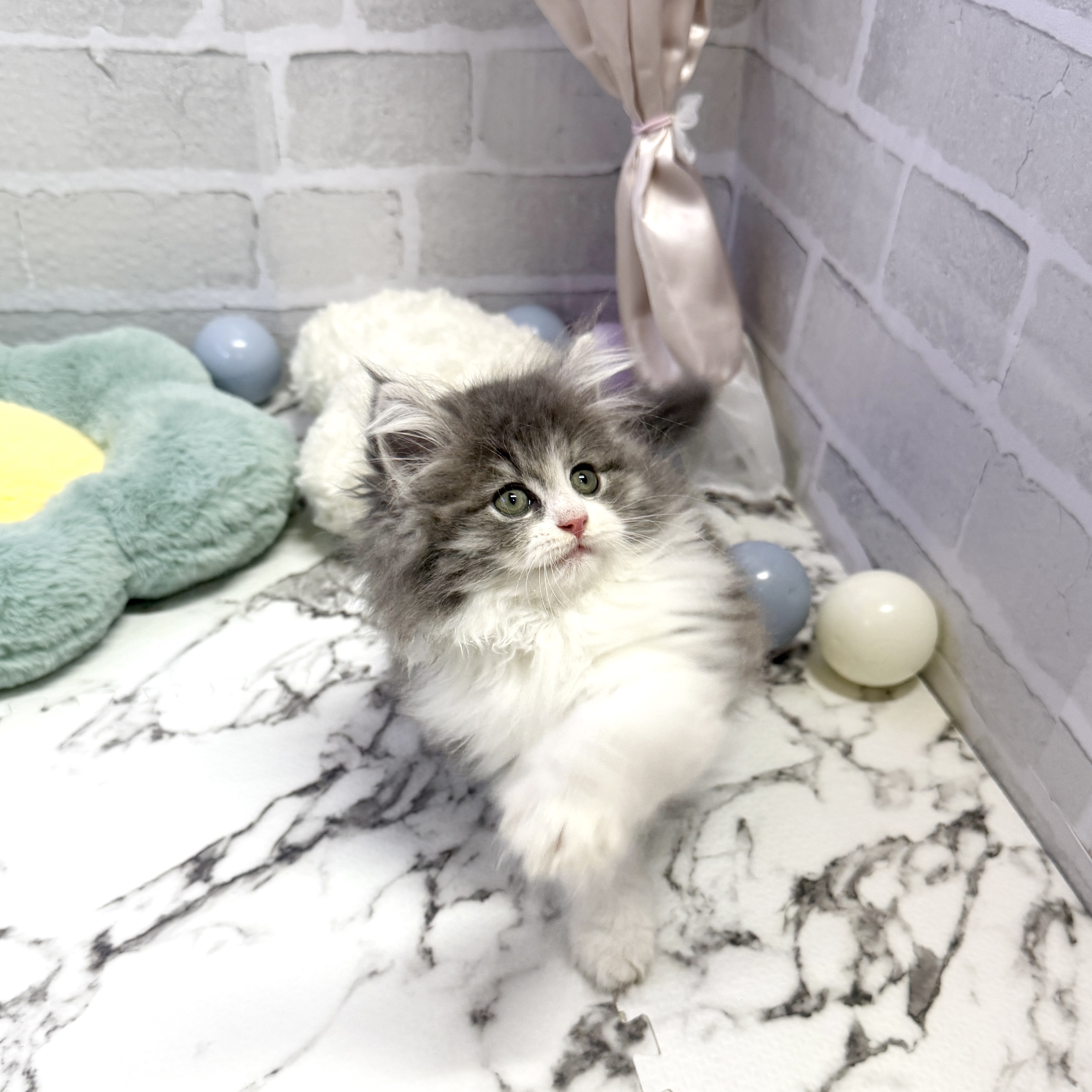 愛知県のサイベリアン (犬の家＆猫の里岡崎店/2025年9月1日生まれ/女の子/ブルータビーホワイト)の子猫の3枚目の画像