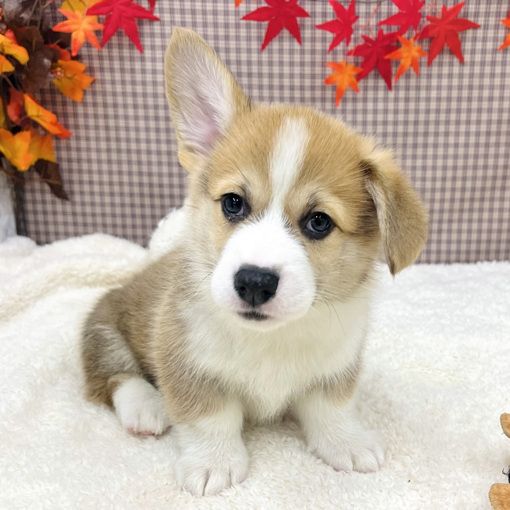 愛知県のウェルシュコーギーペンブローク (犬の家＆猫の里エアポートウォーク店/2025年9月1日生まれ/男の子/セーブルホワイト)の子犬の3枚目の画像