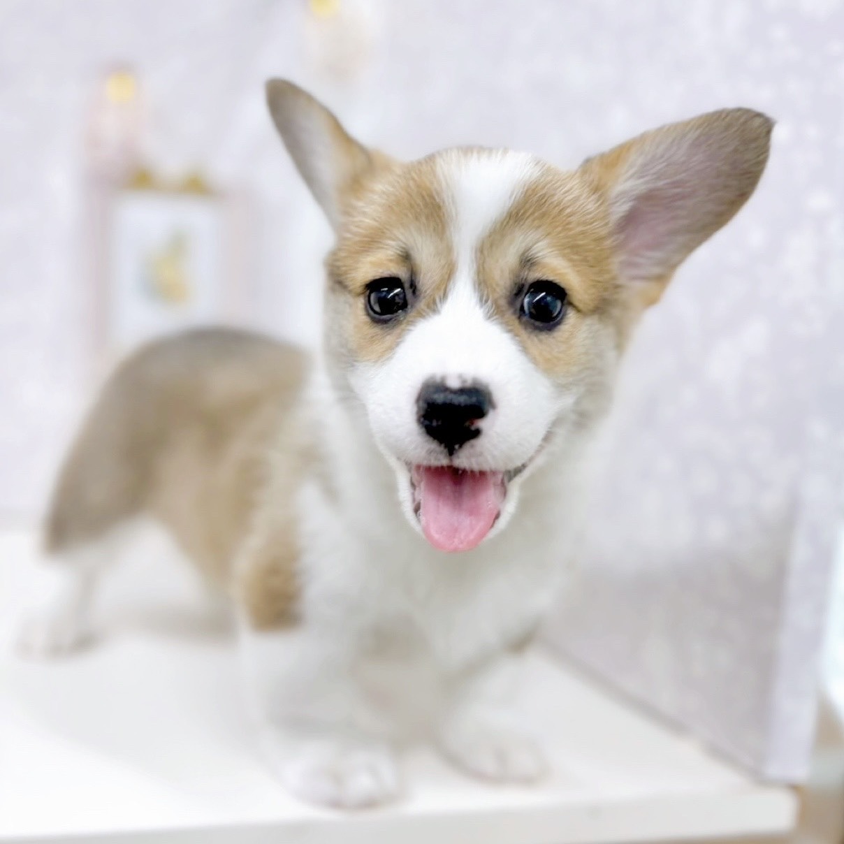 富山県のウェルシュコーギーペンブローク (犬の家＆猫の里アミーゴ高岡蓮花寺店/2025年9月1日生まれ/女の子/セーブルホワイト)の子犬の3枚目の画像