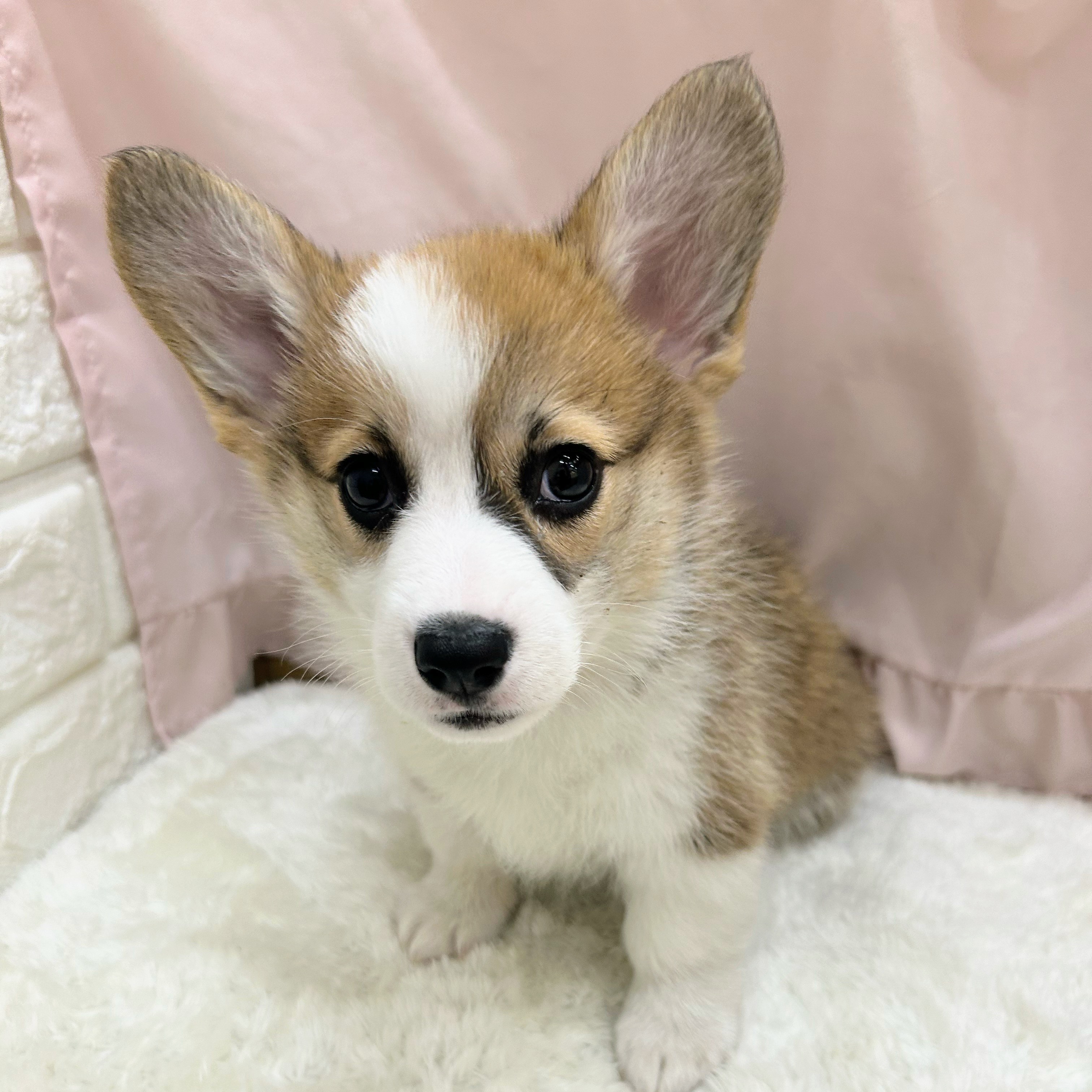 愛知県のウェルシュコーギーペンブローク (犬の家＆猫の里アミーゴ神の倉店/2025年9月1日生まれ/女の子/セーブルホワイト)の子犬の3枚目の画像