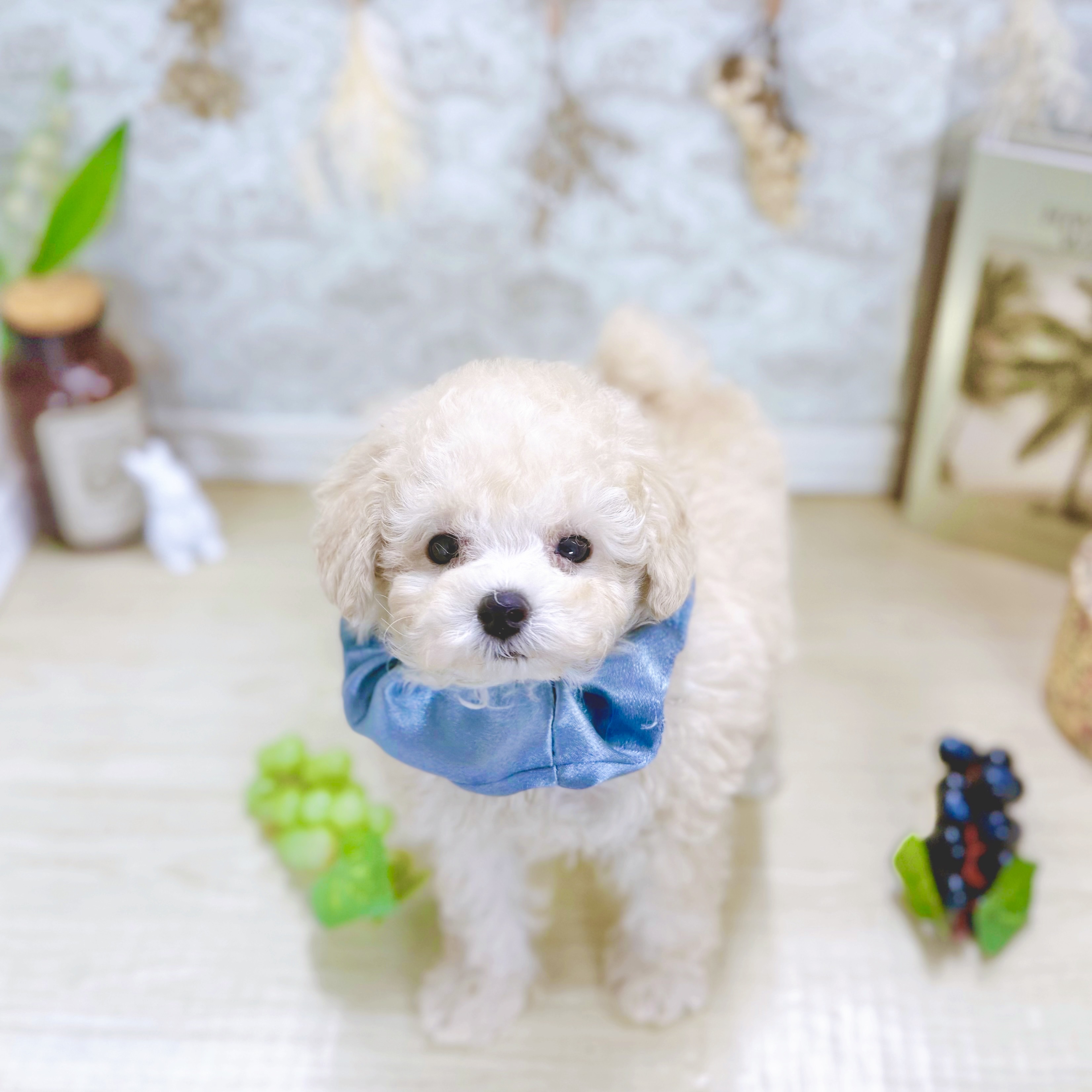 福井県のトイプードル(トイ) (犬の家＆猫の里アミーゴ福井大和田店/2025年9月1日生まれ/男の子/ペールフォーン)の子犬