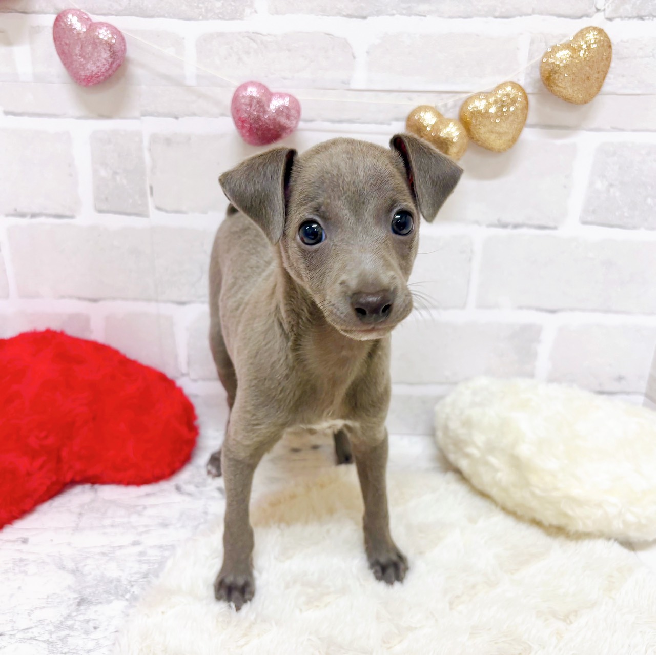 京都府のイタリアングレーハウンド (犬の家＆猫の里京都精華店/2025年9月2日生まれ/男の子/ブルーホワイト)の子犬の3枚目の画像