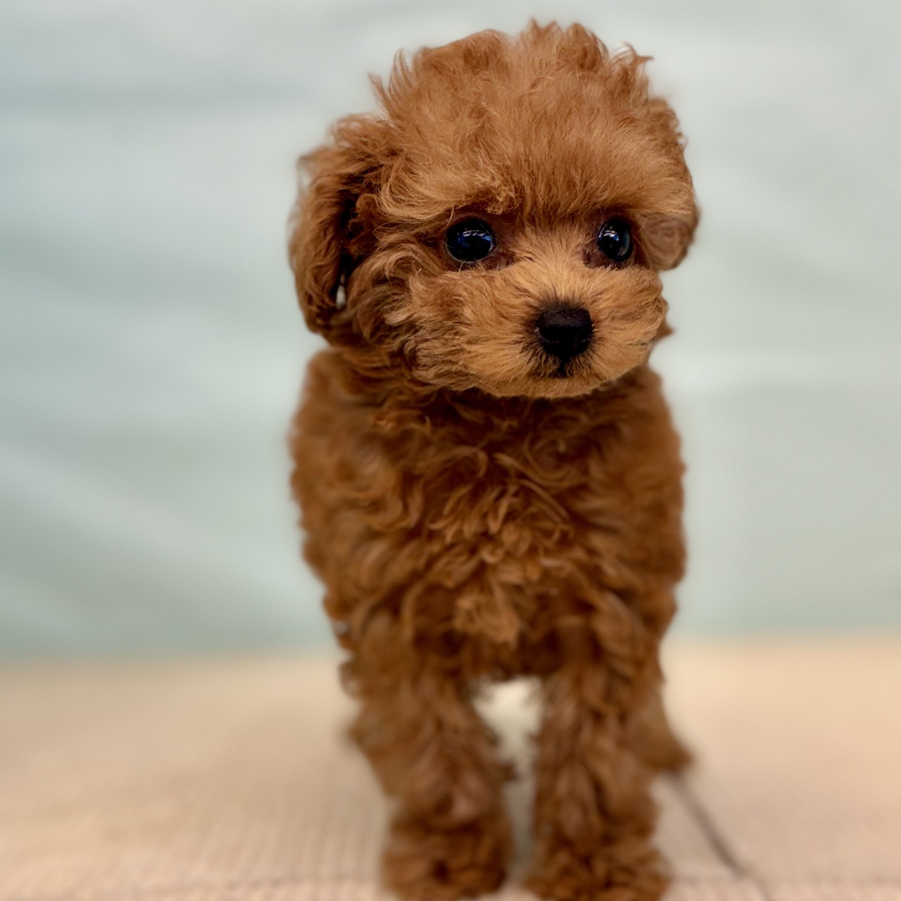 愛知県のトイプードル(タイニー) (犬の家＆猫の里春日井本店/2025年8月30日生まれ/女の子/レッド)の子犬の3枚目の画像