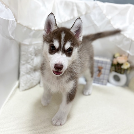岐阜県のシベリアンハスキー (犬の家＆猫の里カラフルタウン岐阜店/2025年8月28日生まれ/女の子/チョコレートホワイト)の子犬の3枚目の画像