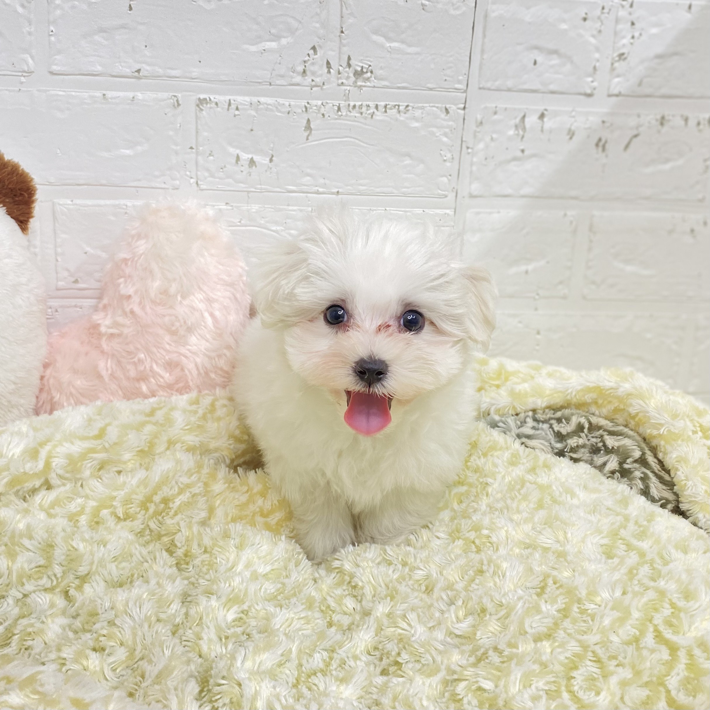 長野県のマルチーズ (犬の家＆猫の里長野店/2025年9月1日生まれ/男の子/ホワイト)の子犬の3枚目の画像