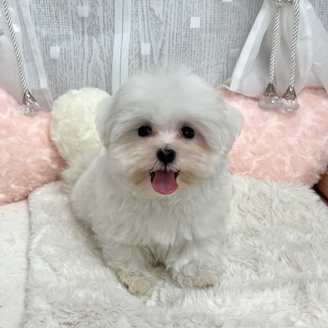 神奈川県のマルチーズ (犬の家＆猫の里相模原店/2025年9月1日生まれ/男の子/ホワイト)の子犬の3枚目の画像