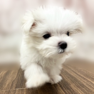 兵庫県のマルチーズ (犬の家＆猫の里カナート西神戸店/2025年8月26日生まれ/女の子/ホワイト)の子犬の3枚目の画像