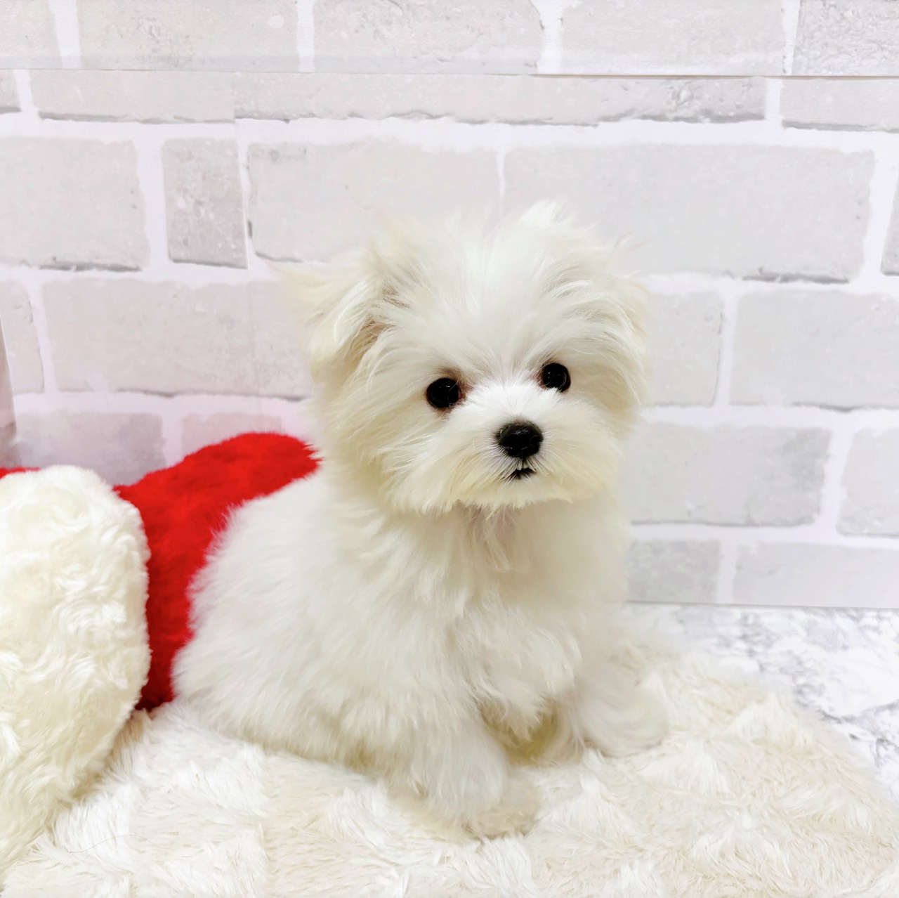 京都府のマルチーズ (犬の家＆猫の里京都精華店/2025年8月26日生まれ/女の子/ホワイト)の子犬の3枚目の画像