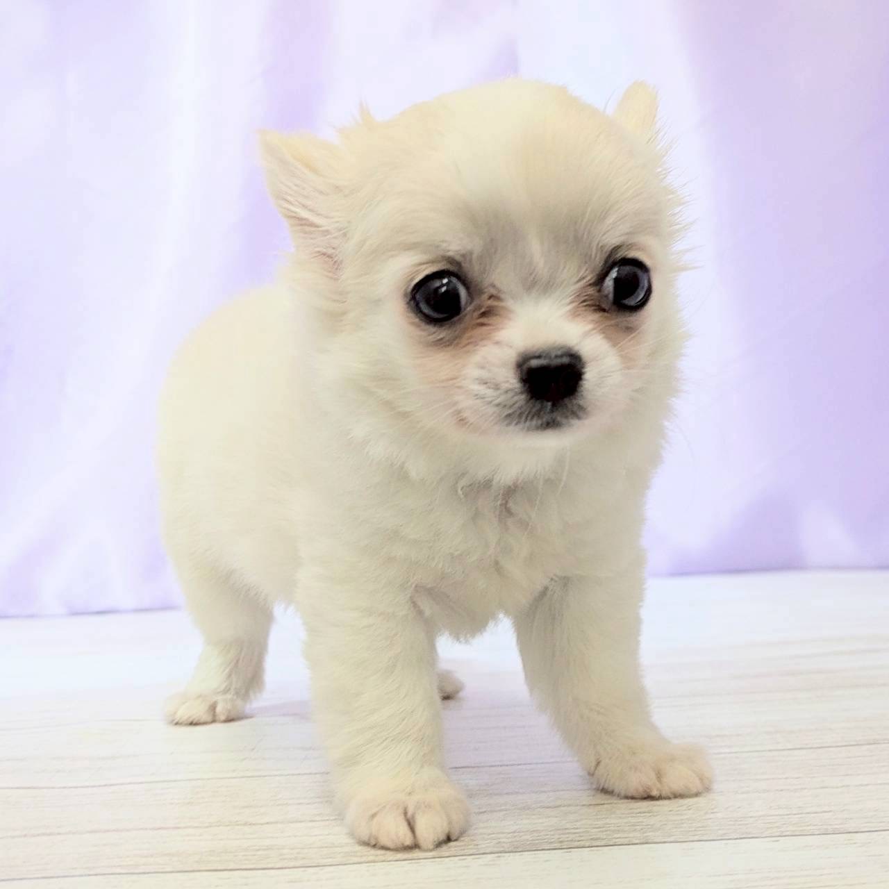 兵庫県のチワワ(ロング) (犬の家＆猫の里尼崎店/2025年9月2日生まれ/男の子/クリームホワイト)の子犬の3枚目の画像