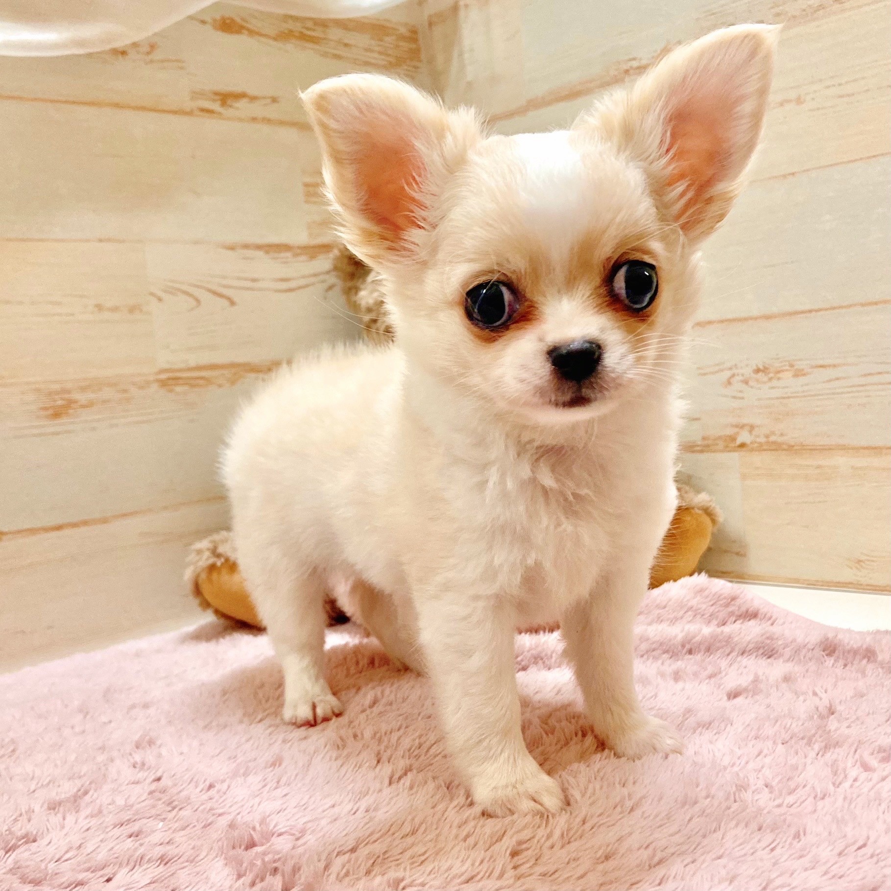 兵庫県のチワワ(ロング) (犬の家＆猫の里神戸店/2025年9月2日生まれ/男の子/クリームホワイト)の子犬の3枚目の画像