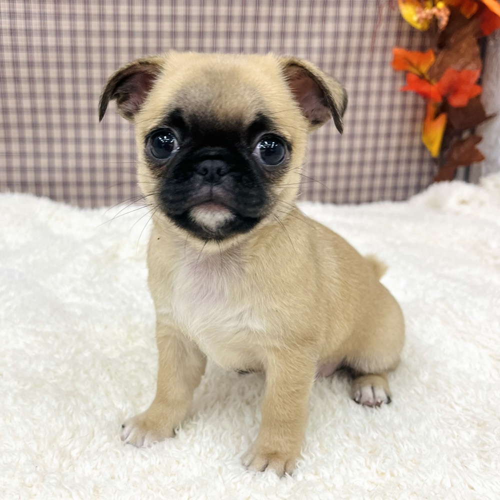 愛知県のチワパグ/パグチー(チワワ×パグ) (犬の家＆猫の里エアポートウォーク店/2025年9月3日生まれ/女の子/フォーン)の子犬の3枚目の画像