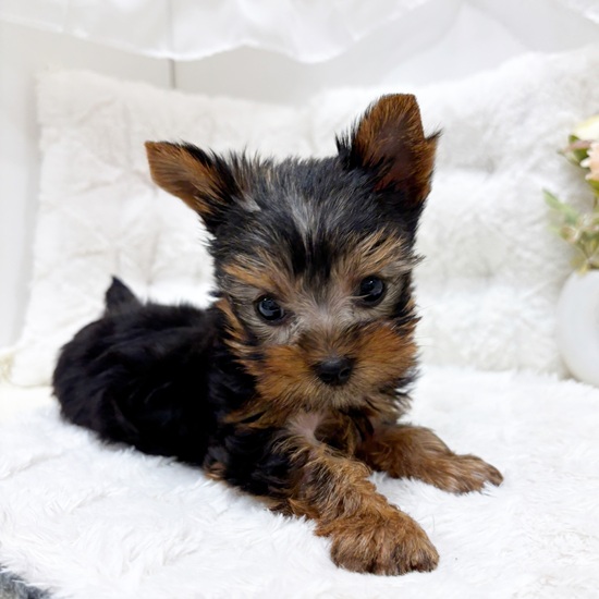 岐阜県のヨークシャーテリア (犬の家＆猫の里カラフルタウン岐阜店/2025年9月1日生まれ/男の子/スチールブルータン)の子犬の3枚目の画像