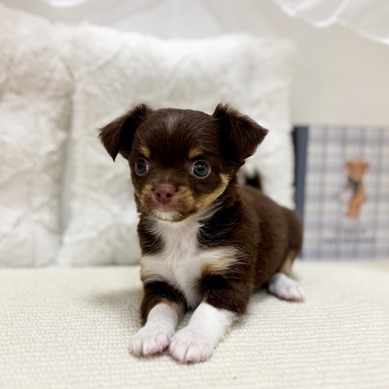 岐阜県のチワワ(ロング) (犬の家＆猫の里カラフルタウン岐阜店/2025年9月1日生まれ/男の子/チョコレートタンホワイト)の子犬の3枚目の画像