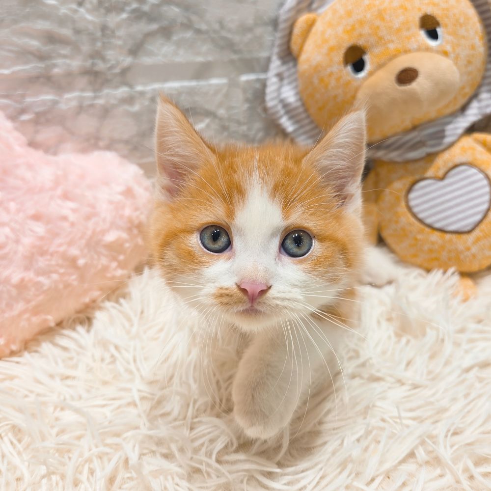 愛知県のミヌエット (犬の家＆猫の里MiO香久山店/2025年9月2日生まれ/男の子/レッドマッカレルタビーホワイト)の子猫の3枚目の画像