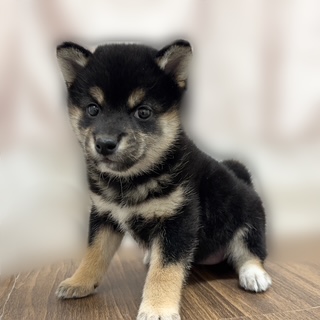 兵庫県の柴犬(標準サイズ) (犬の家＆猫の里カナート西神戸店/2025年9月3日生まれ/女の子/黒)の子犬の1枚目の画像