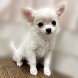 兵庫県のチワワ(ロング) (犬の家＆猫の里カナート西神戸店/2025年8月29日生まれ/女の子/ホワイトクリーム)の子犬の3枚目の画像