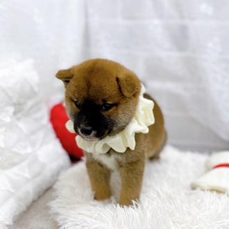 滋賀県の柴犬(標準サイズ) (犬の家＆猫の里長浜店/2025年9月4日生まれ/男の子/赤)の子犬の3枚目の画像