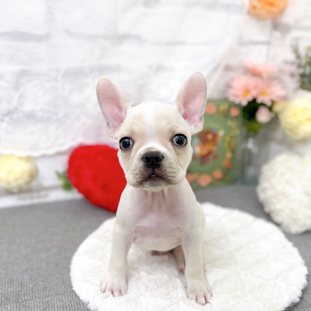 京都府のフレンチブルドッグ (犬の家＆猫の里京都樟葉店/2025年8月29日生まれ/男の子/クリーム)の子犬の1枚目の画像