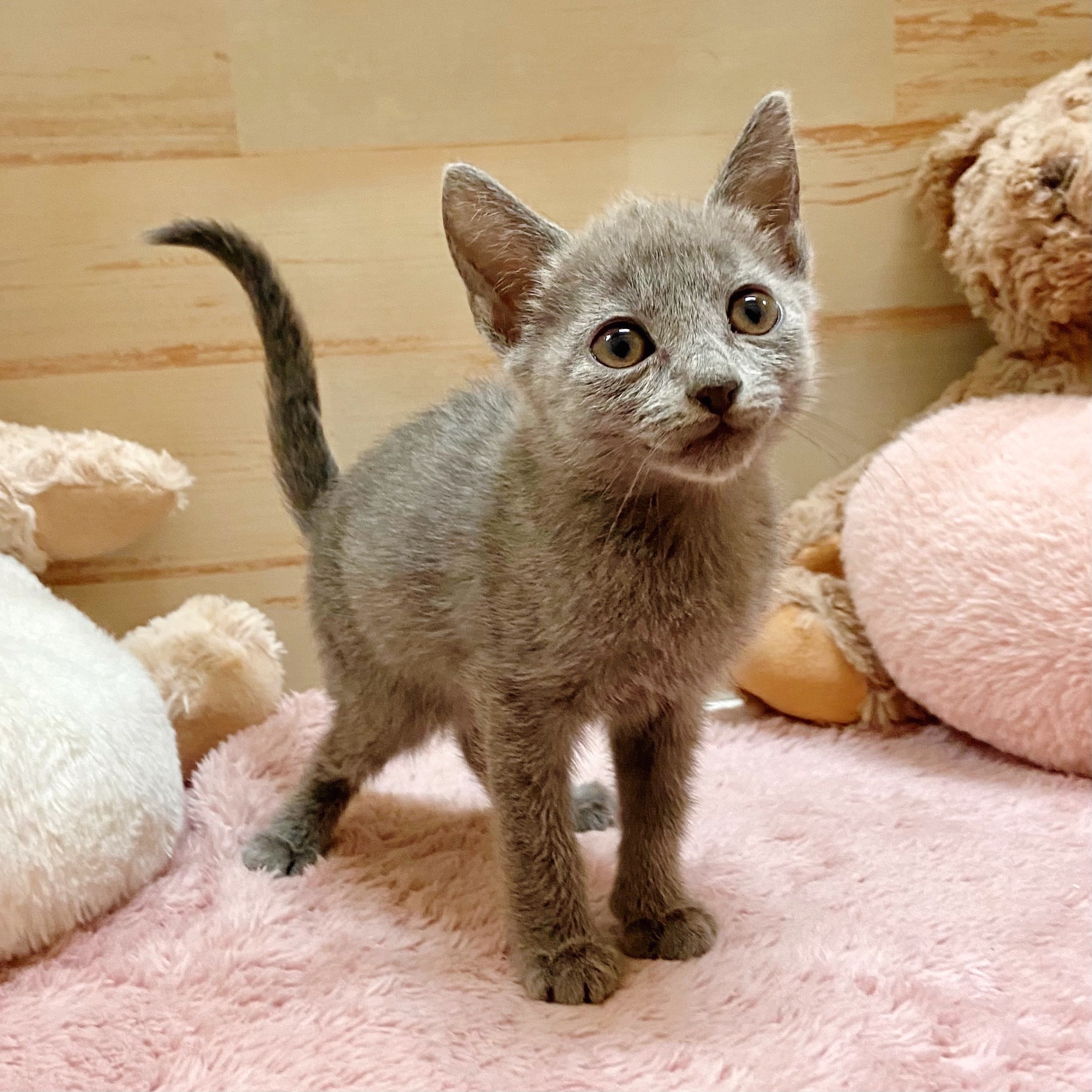 兵庫県のロシアンブルー (犬の家＆猫の里神戸店/2025年9月3日生まれ/女の子/ブルー)の子猫の3枚目の画像