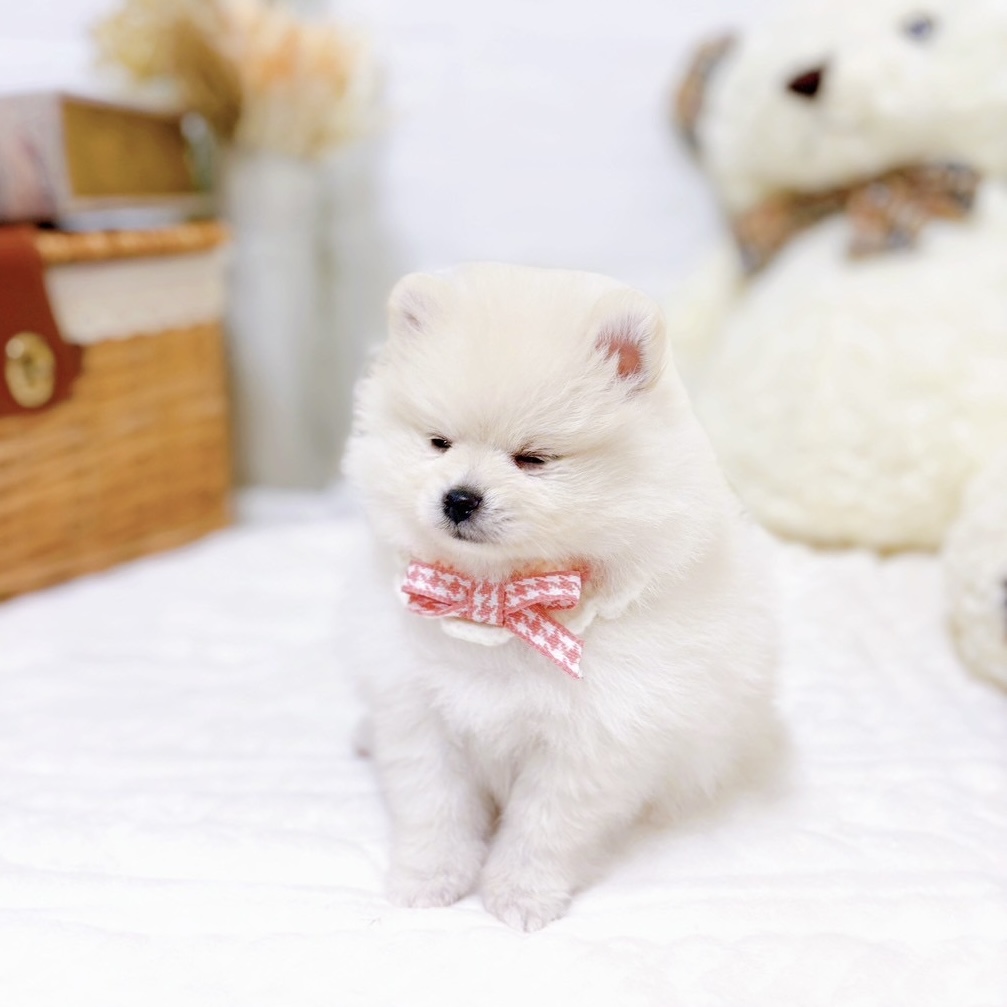 滋賀県のポメラニアン (犬の家＆猫の里近江八幡店/2025年9月3日生まれ/女の子/クリーム)の子犬の3枚目の画像