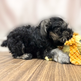 兵庫県のミニチュアシュナウザー (犬の家＆猫の里カナート西神戸店/2025年8月29日生まれ/女の子/ソルトペッパー)の子犬の3枚目の画像