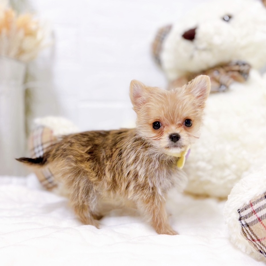 滋賀県のポメキー(ポメラニアン×ヨークシャーテリア) (犬の家＆猫の里近江八幡店/2025年8月31日生まれ/女の子/フォーン)の子犬の3枚目の画像