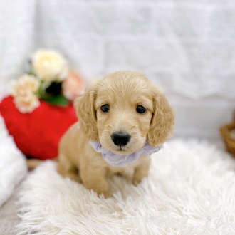 滋賀県のミニチュアダックスフンド(ロング) (犬の家＆猫の里長浜店/2025年9月1日生まれ/女の子/イエロー)の子犬の3枚目の画像