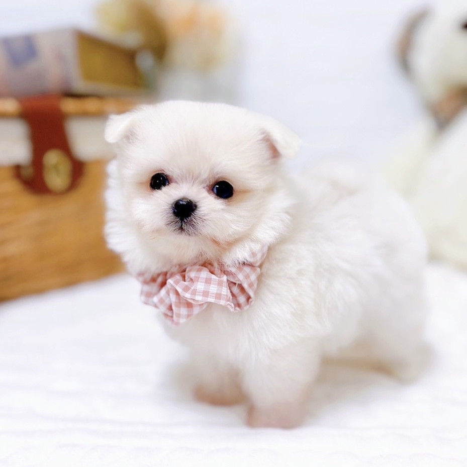 滋賀県のポメマル/マルポメ(ポメラニアン×マルチーズ) (犬の家＆猫の里近江八幡店/2025年9月3日生まれ/女の子/クリーム)の子犬の3枚目の画像