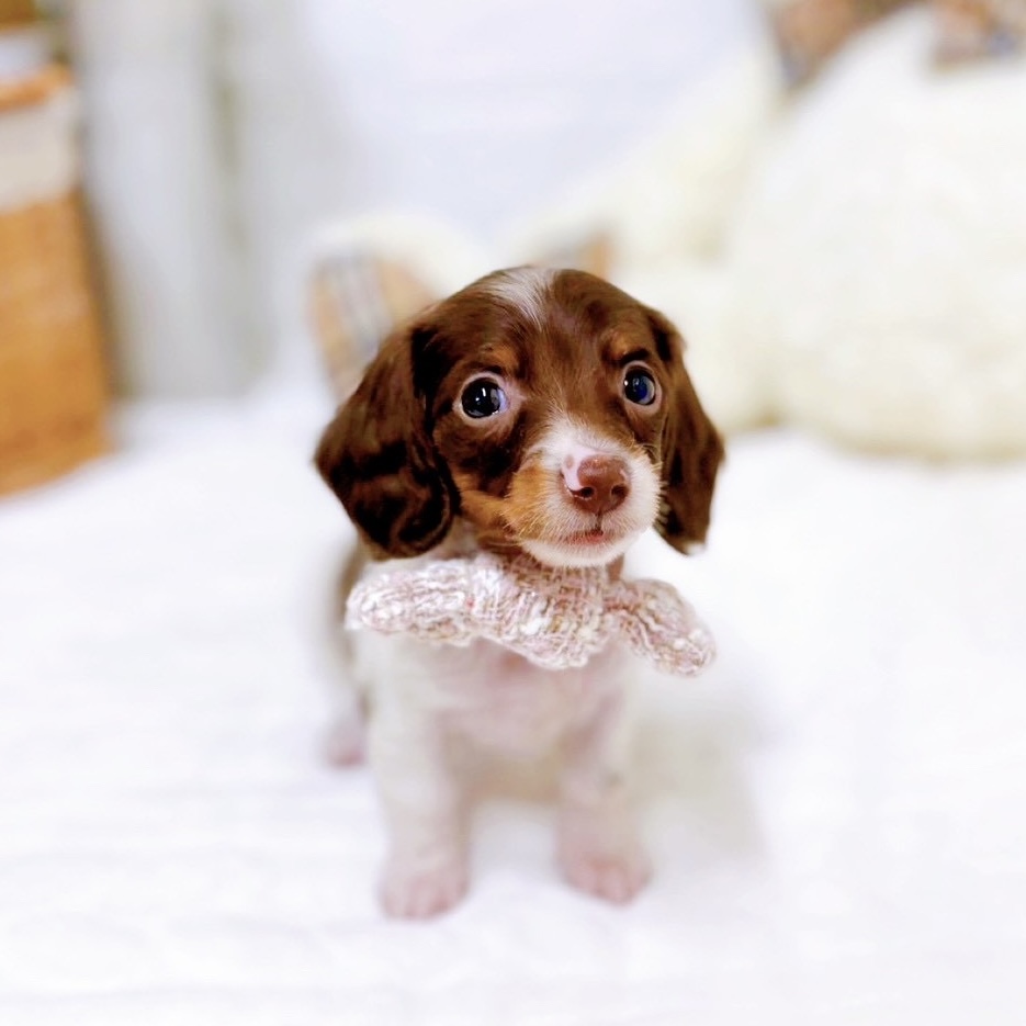 滋賀県のミニチュアダックスフンド(ロング) (犬の家＆猫の里近江八幡店/2025年9月4日生まれ/女の子/チョコレート、タン＆パイポールド)の子犬の3枚目の画像