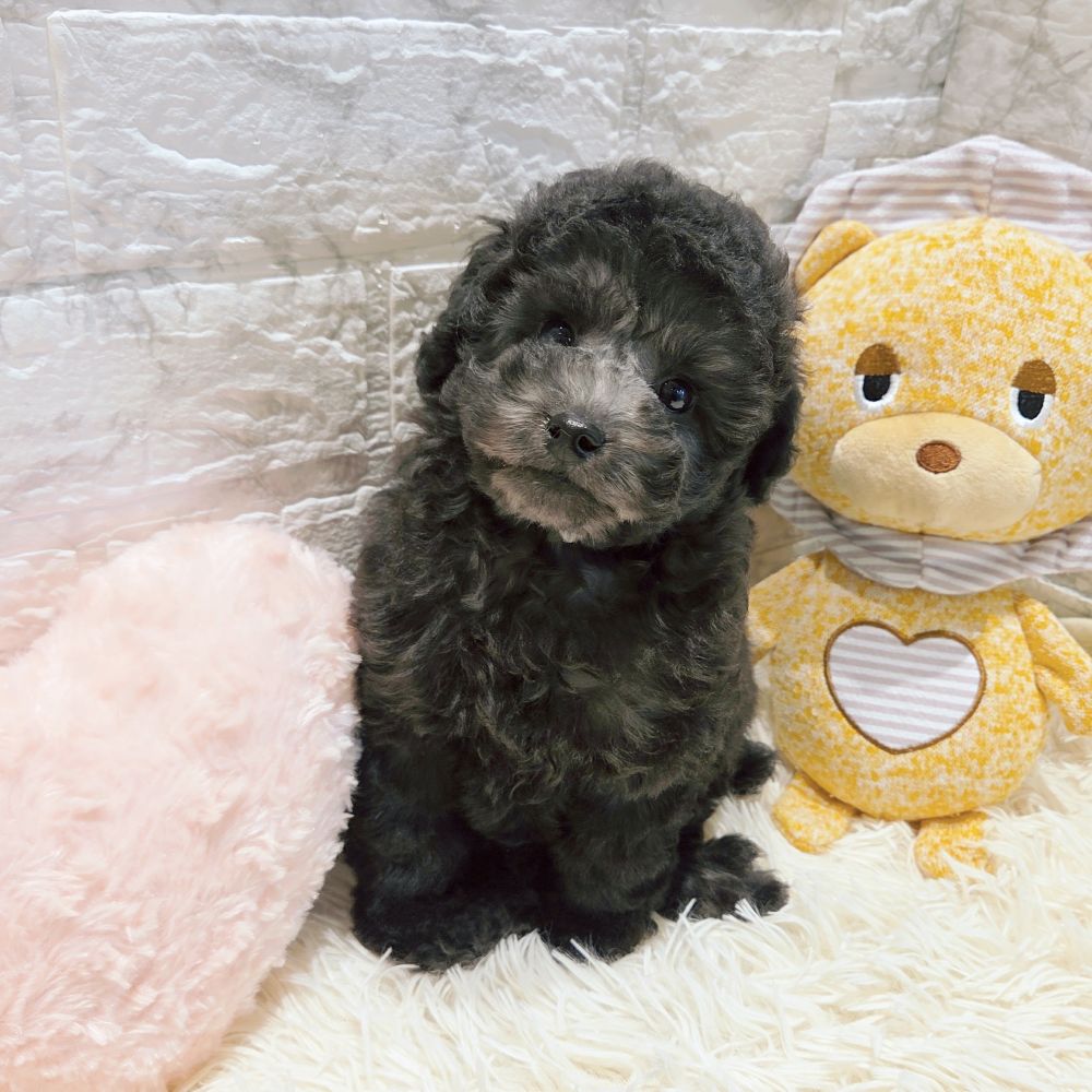 愛知県のトイプードル(トイ) (犬の家＆猫の里MiO香久山店/2025年9月3日生まれ/女の子/グレー)の子犬の3枚目の画像