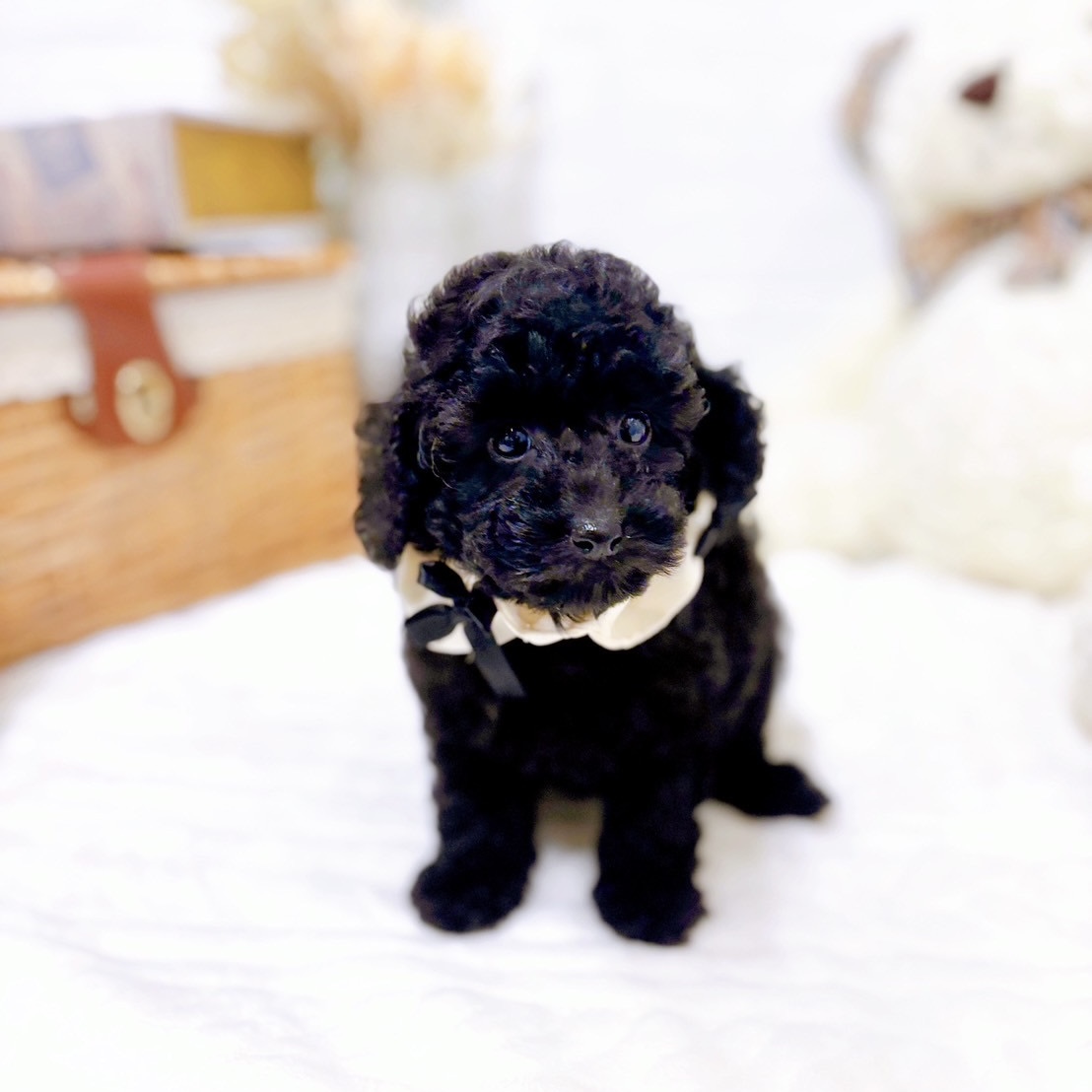 滋賀県のトイプードル(トイ) (犬の家＆猫の里近江八幡店/2025年9月3日生まれ/女の子/ブラック)の子犬の3枚目の画像