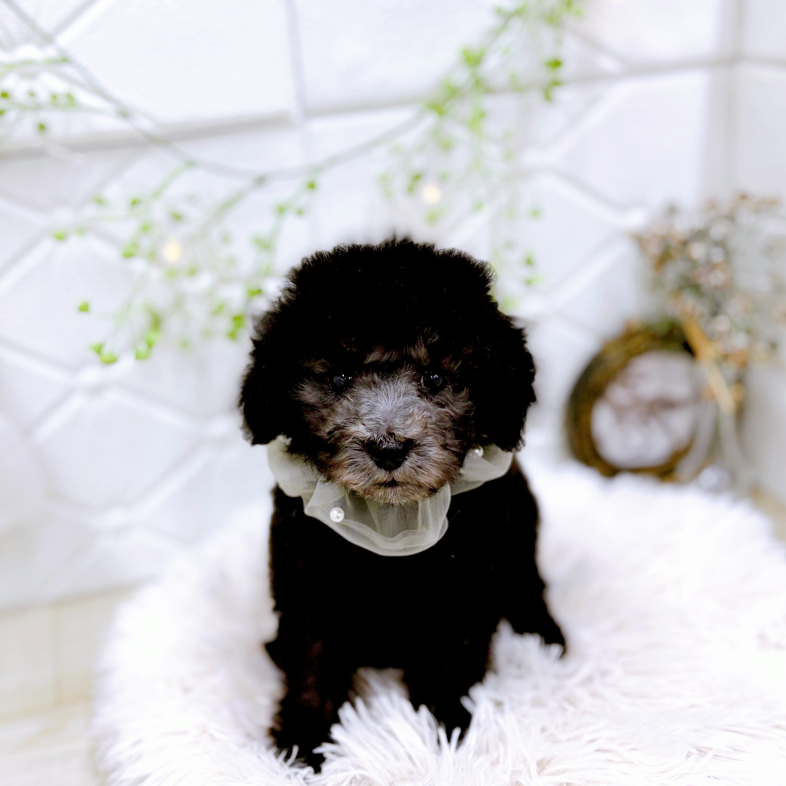 福井県のトイプードル(トイ) (犬の家＆猫の里アミーゴ福井店/2025年8月30日生まれ/男の子/シルバー)の子犬の1枚目の画像