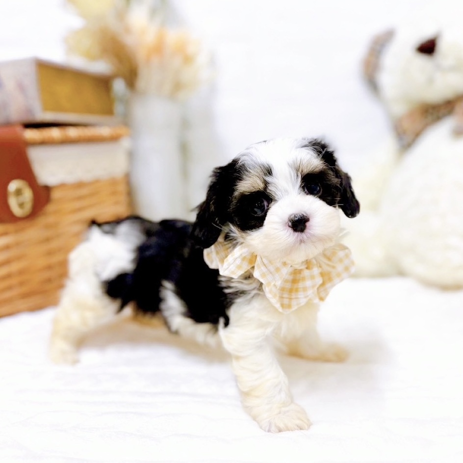 滋賀県のマルックス(マルチーズ×ダックス) (犬の家＆猫の里近江八幡店/2025年9月3日生まれ/女の子/ブラックタンホワイト)の子犬の3枚目の画像