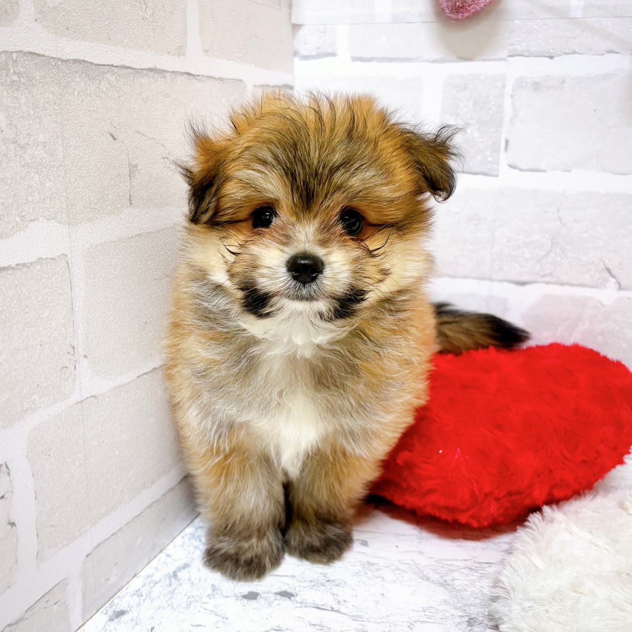 京都府のポメマル/マルポメ(ポメラニアン×マルチーズ) (犬の家＆猫の里京都精華店/2025年9月1日生まれ/男の子/レッド)の子犬の1枚目の画像