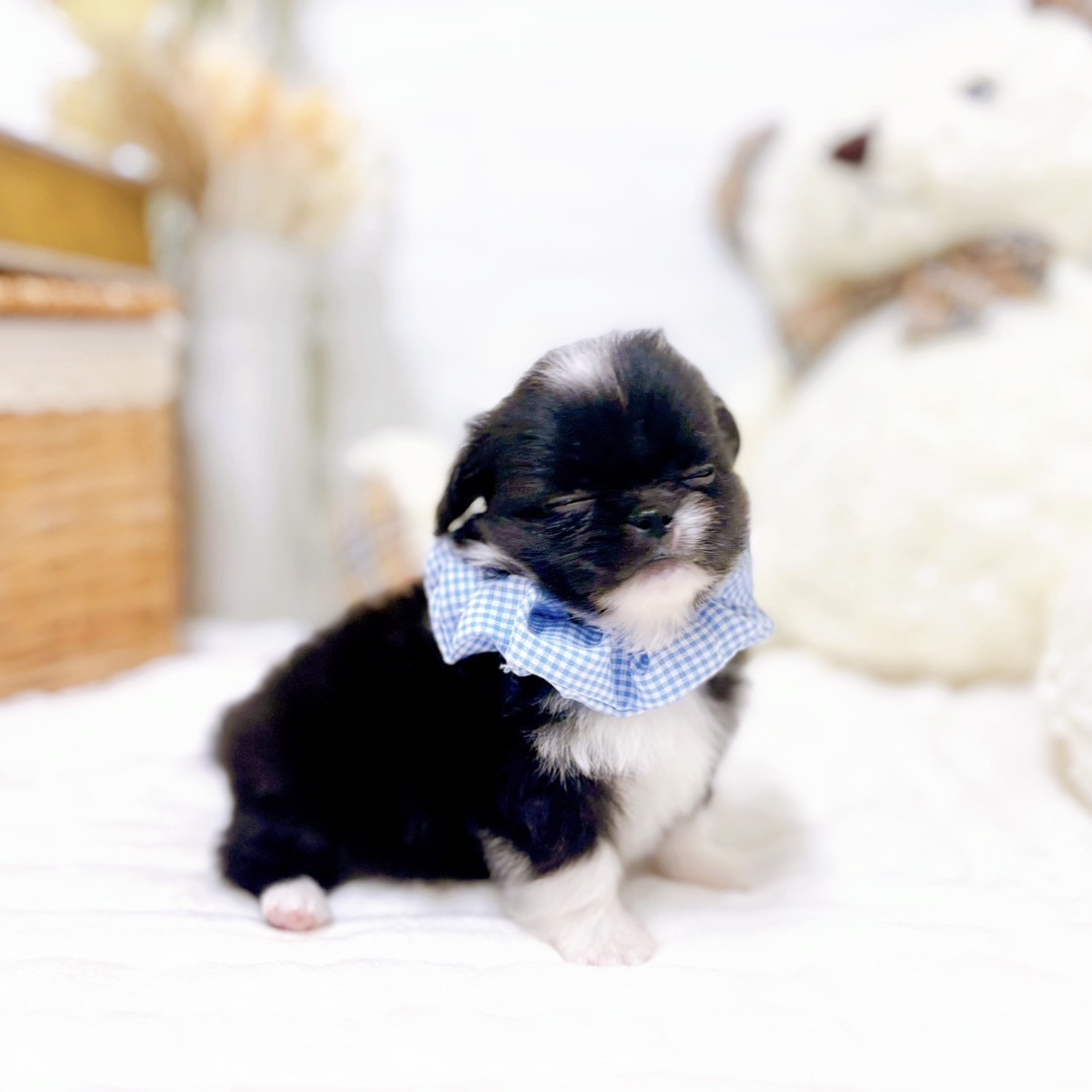 滋賀県のチワペキ/ペキチー/ペキチワ(チワワ×ペキニーズ) (犬の家＆猫の里近江八幡店/2025年9月3日生まれ/男の子/ブラックホワイト)の子犬の3枚目の画像