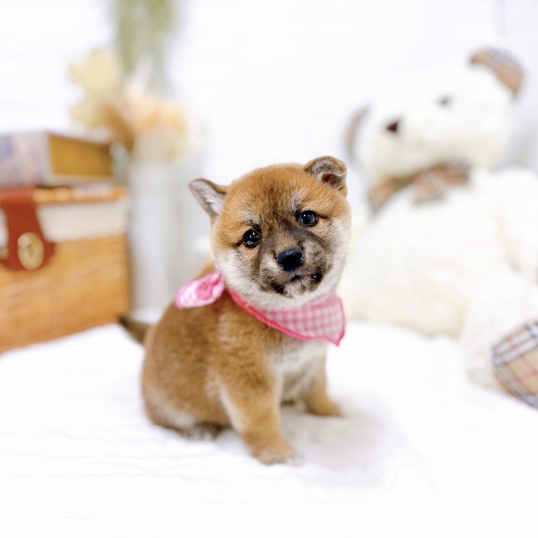 滋賀県の柴犬(標準サイズ) (犬の家＆猫の里近江八幡店/2025年9月4日生まれ/女の子/赤)の子犬の3枚目の画像