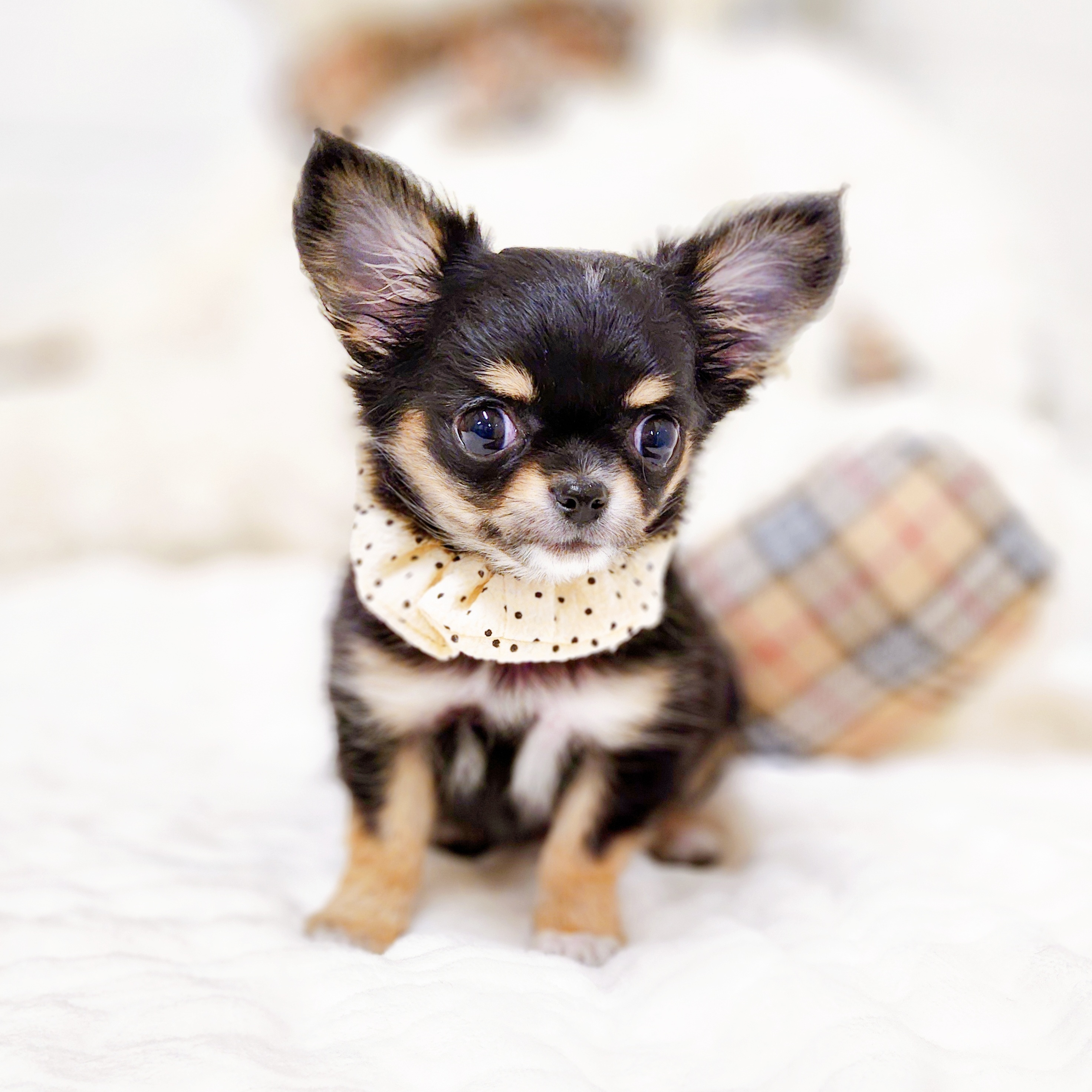 滋賀県のチワワ(ロング) (犬の家＆猫の里近江八幡店/2025年9月1日生まれ/女の子/ブラックタン)の子犬の3枚目の画像