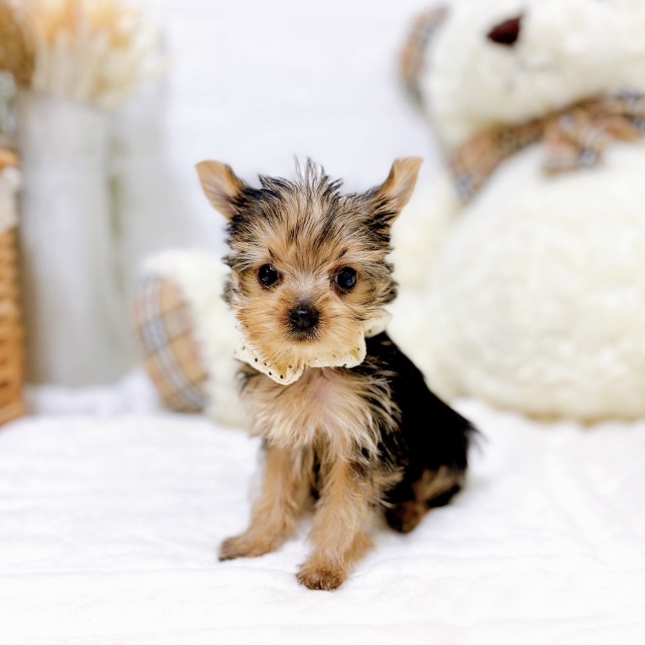 滋賀県のヨークシャーテリア (犬の家＆猫の里近江八幡店/2025年9月3日生まれ/女の子/スチールブルータン)の子犬の3枚目の画像