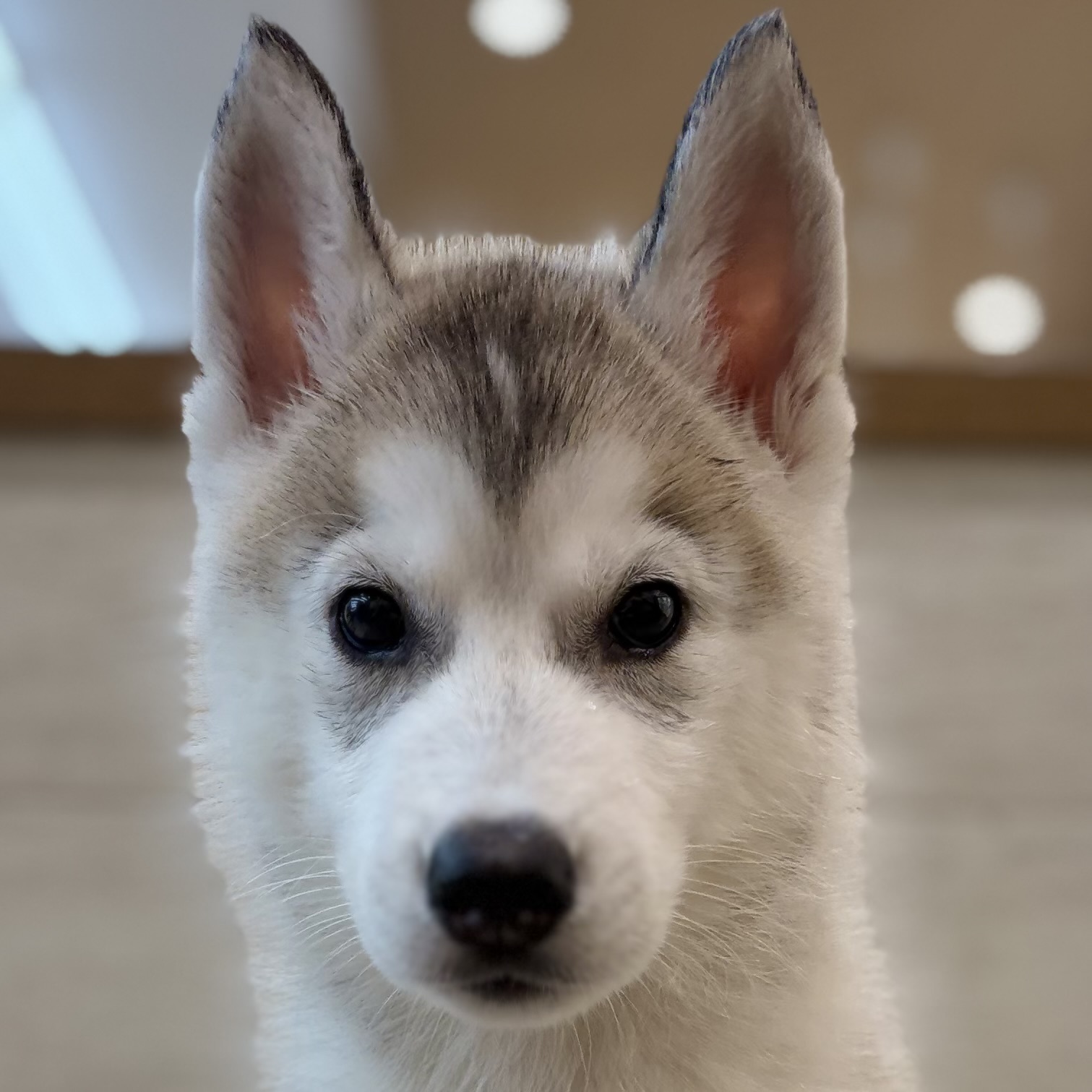 シベリアンハスキー男の子の写真