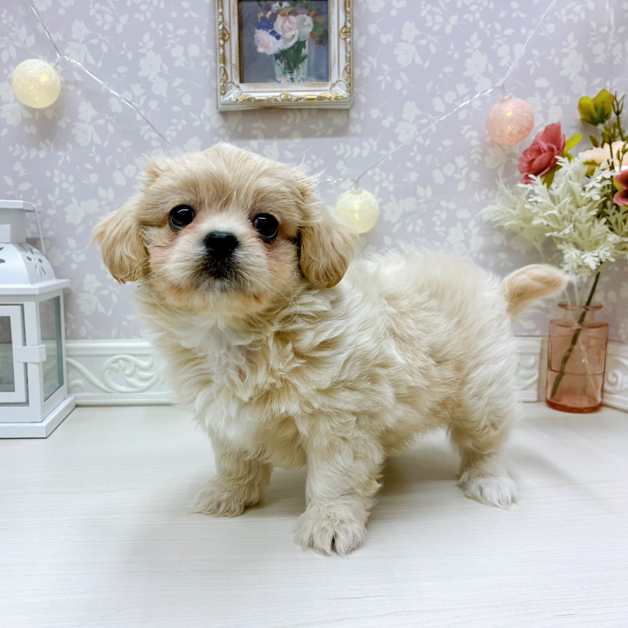 富山県のペキプー(ペキニーズ×プードル) (犬の家＆猫の里アミーゴ山室店/2025年9月4日生まれ/男の子/クリーム)の子犬の3枚目の画像