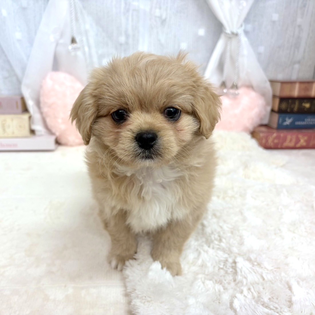 神奈川県のペキプー(ペキニーズ×プードル) (犬の家＆猫の里相模原店/2025年9月4日生まれ/女の子/クリーム)の子犬の3枚目の画像