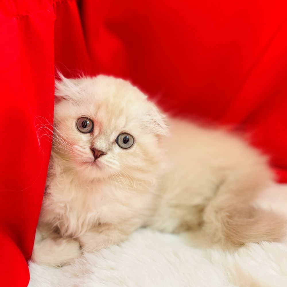 愛知県のスコティッシュフォールド (犬の家＆猫の里愛知刈谷店/2025年9月5日生まれ/女の子/ブルーリンクスポイント)の子猫の3枚目の画像