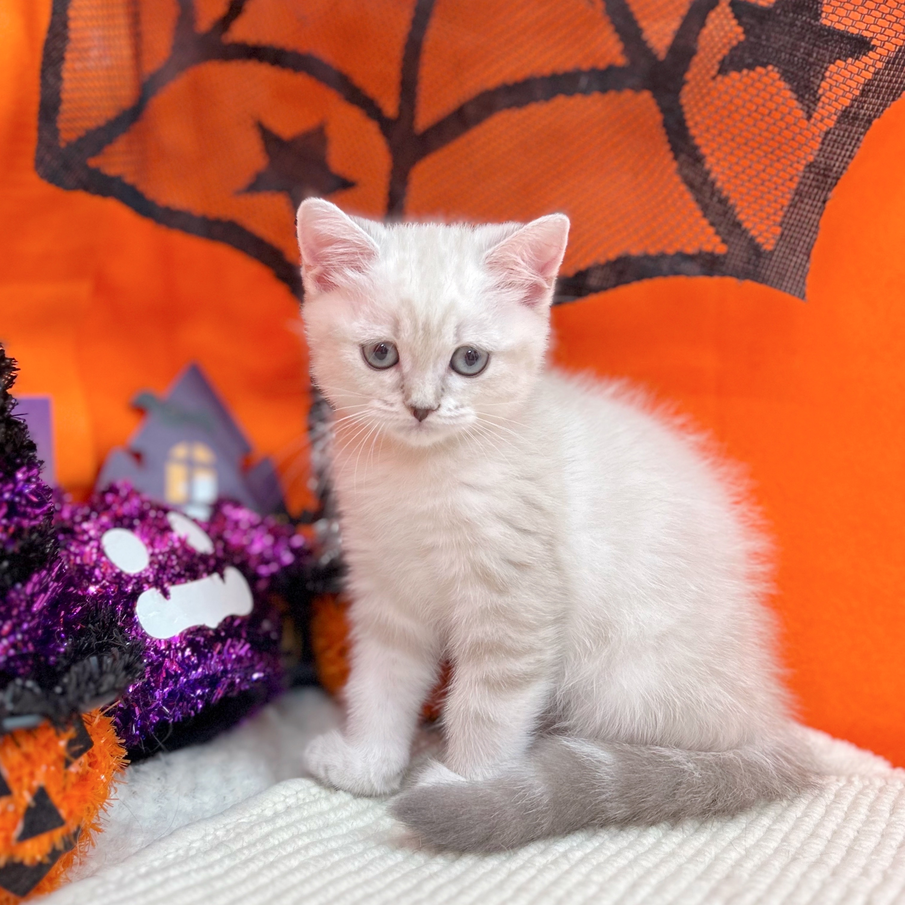 岐阜県のスコティッシュストレート (犬の家＆猫の里岐南店/2025年9月5日生まれ/女の子/ブルーリンクスポイント)の子猫の3枚目の画像