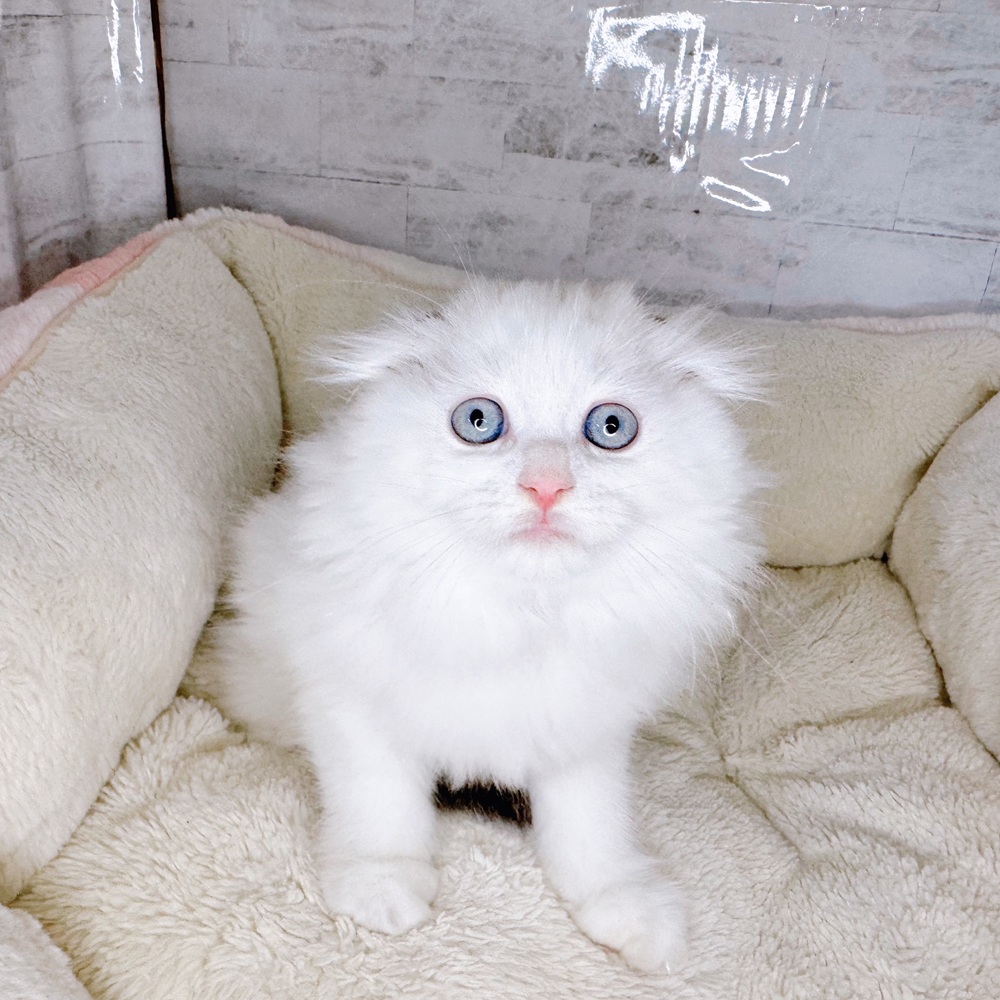 長野県のスコティッシュフォールド (犬の家＆猫の里塩尻店/2025年9月4日生まれ/男の子/シールリンクスポイント&ホワイト)の子猫の3枚目の画像