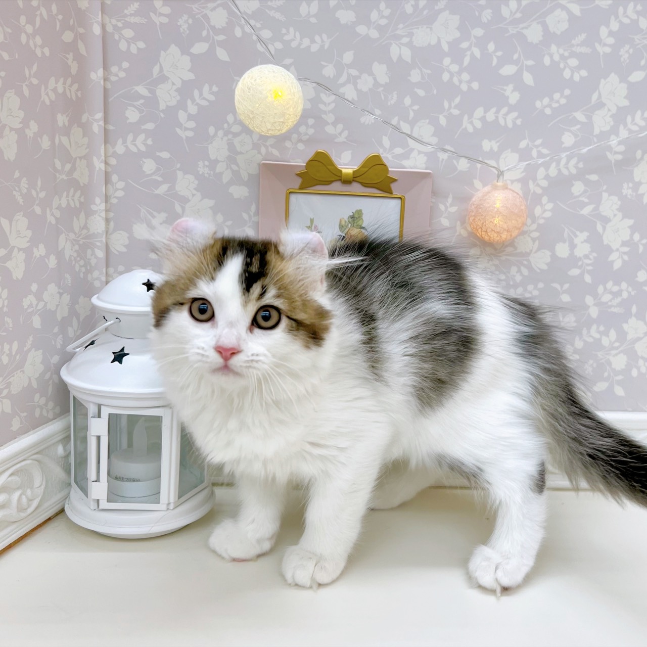 富山県のアメリカンカール (犬の家＆猫の里富山店/2025年9月3日生まれ/男の子/ブラウンタビーホワイト)の子猫の3枚目の画像